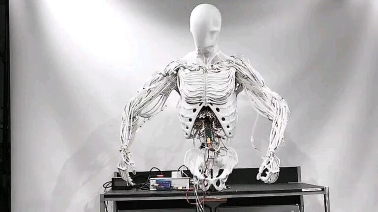 World's First Bimanual Android Torso Showcases Advanced Artificial Muscles